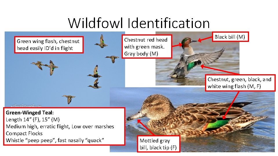 Wildfowl Identification Green wing flash, chestnut head easily ID’d in flight Chestnut red head