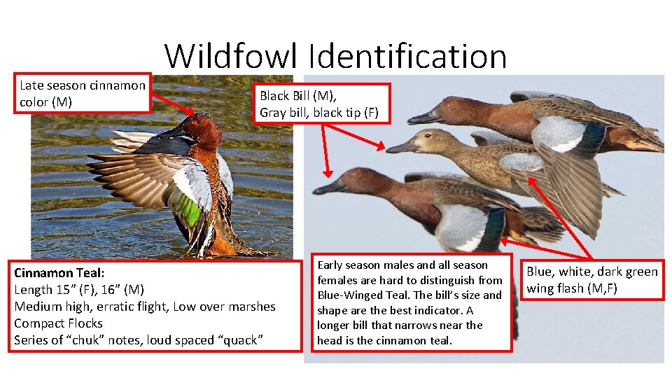 Late season cinnamon color (M) Wildfowl Identification Black Bill (M), Gray bill, black tip