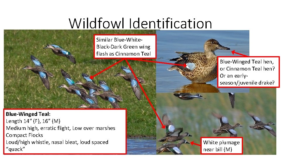 Wildfowl Identification Similar Blue-White. Black-Dark Green wing flash as Cinnamon Teal Blue-Winged Teal hen,