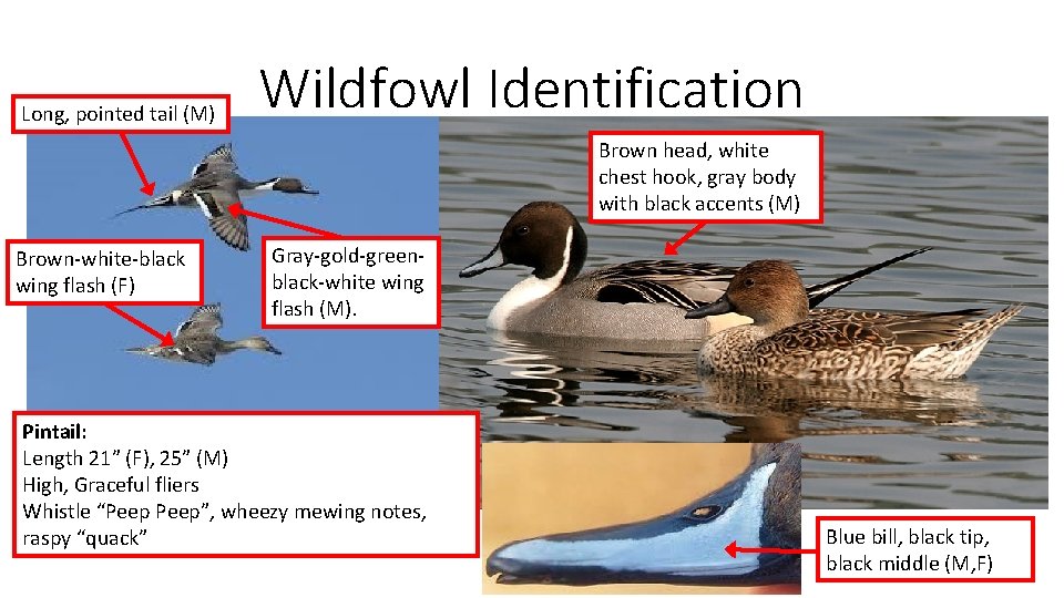 Long, pointed tail (M) Wildfowl Identification Brown head, white chest hook, gray body with