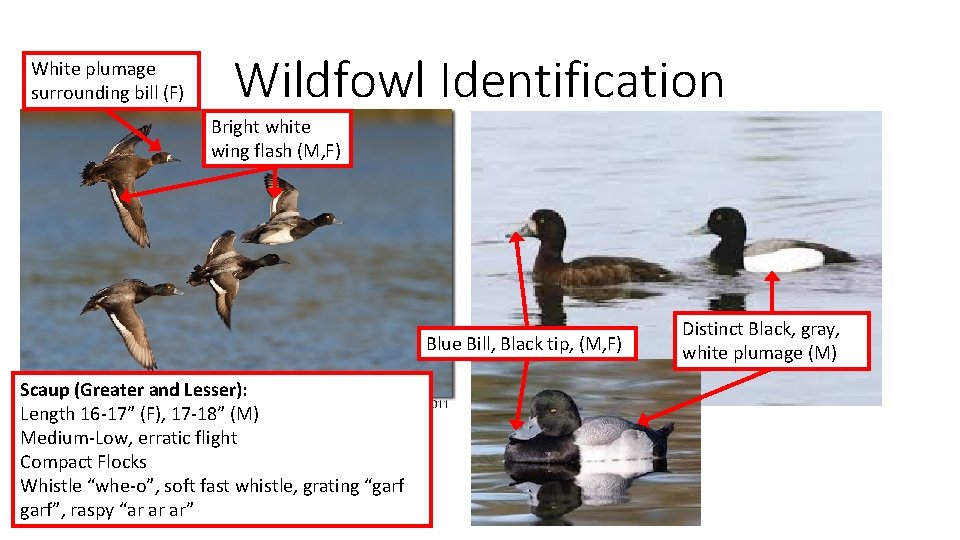 White plumage surrounding bill (F) Wildfowl Identification Bright white wing flash (M, F) Blue