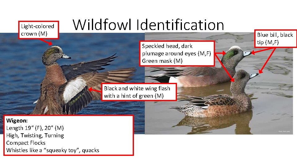 Light-colored crown (M) Wildfowl Identification Speckled head, dark plumage around eyes (M, F) Green
