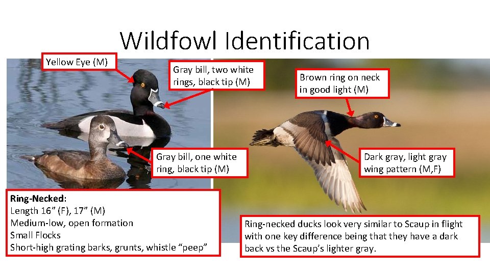 Yellow Eye (M) Wildfowl Identification Gray bill, two white rings, black tip (M) Gray