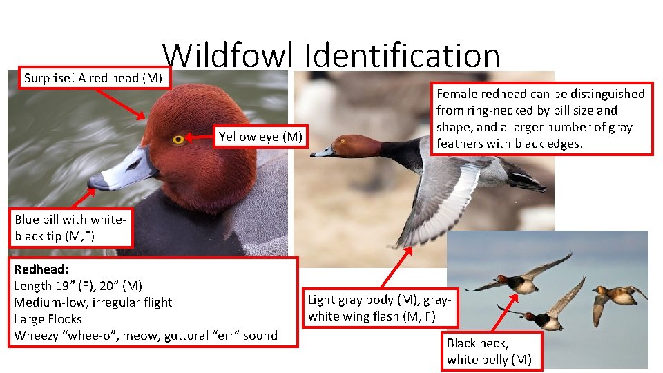 Wildfowl Identification Surprise! A red head (M) Yellow eye (M) Female redhead can be