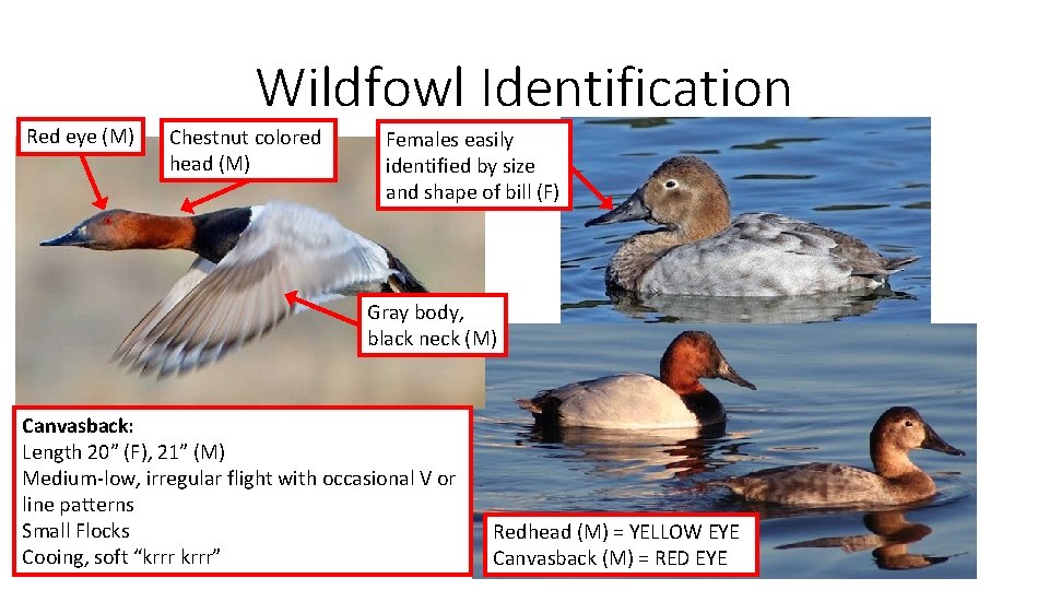 Wildfowl Identification Red eye (M) Chestnut colored head (M) Females easily identified by size