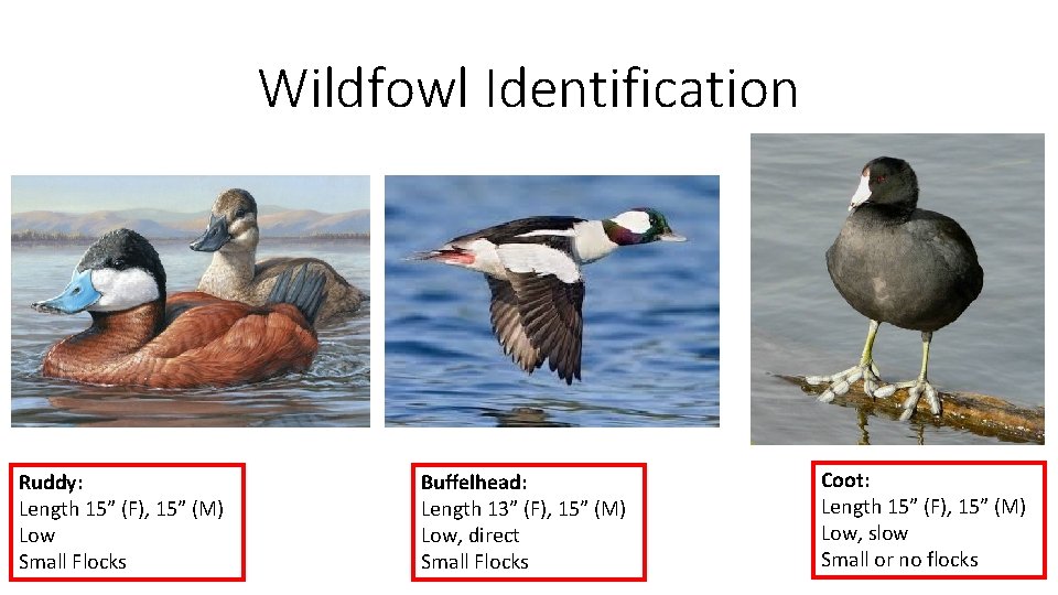 Wildfowl Identification Ruddy: Length 15” (F), 15” (M) Low Small Flocks Buffelhead: Length 13”