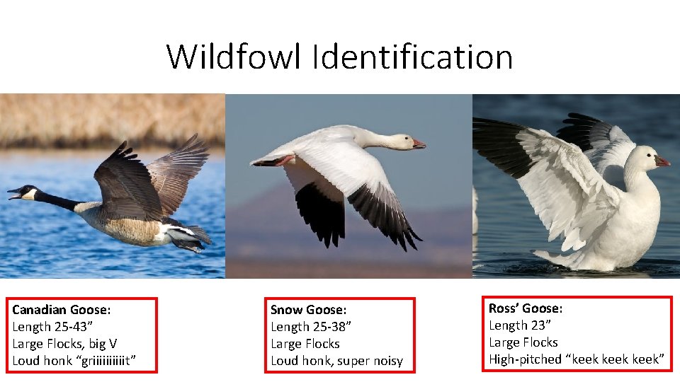 Wildfowl Identification Canadian Goose: Length 25 -43” Large Flocks, big V Loud honk “griiiiit”