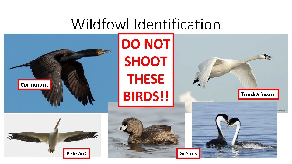 Wildfowl Identification DO NOT SHOOT THESE BIRDS!! Cormorant Pelicans Tundra Swan Grebes 