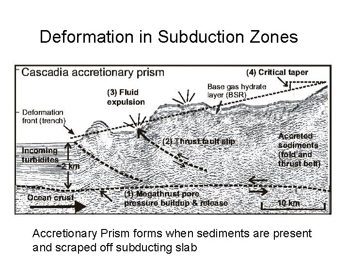 Deformation in Subduction Zones Accretionary Prism forms when sediments are present and scraped off