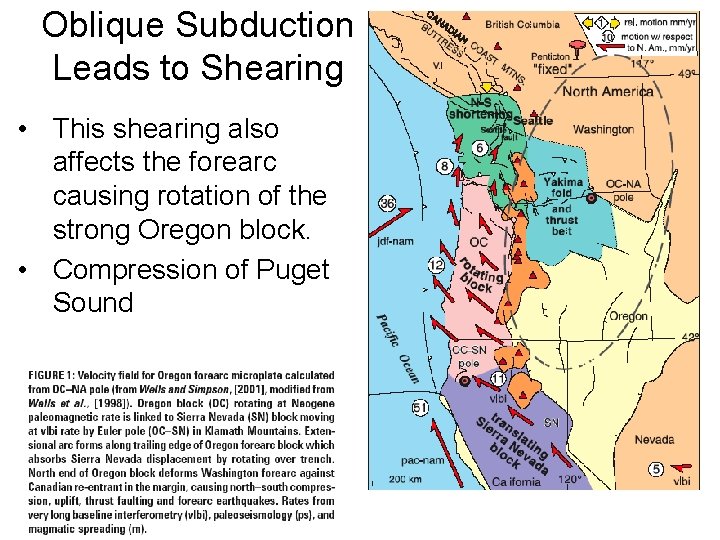 Oblique Subduction Leads to Shearing • This shearing also affects the forearc causing rotation