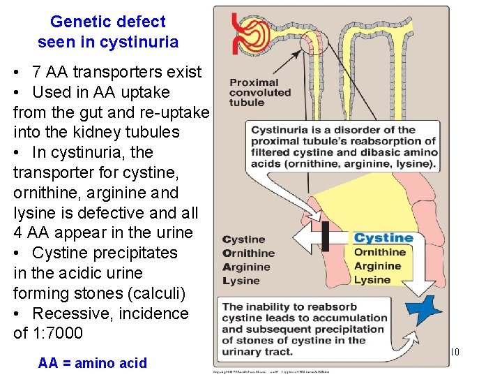 Genetic defect seen in cystinuria • 7 AA transporters exist • Used in AA