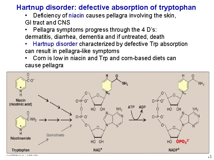 Hartnup disorder: defective absorption of tryptophan • Deficiency of niacin causes pellagra involving the