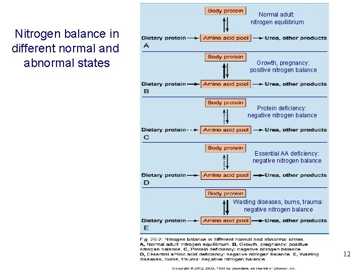 Normal adult: nitrogen equilibrium Nitrogen balance in different normal and abnormal states Growth, pregnancy: