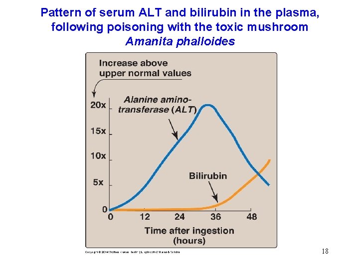 Pattern of serum ALT and bilirubin in the plasma, following poisoning with the toxic