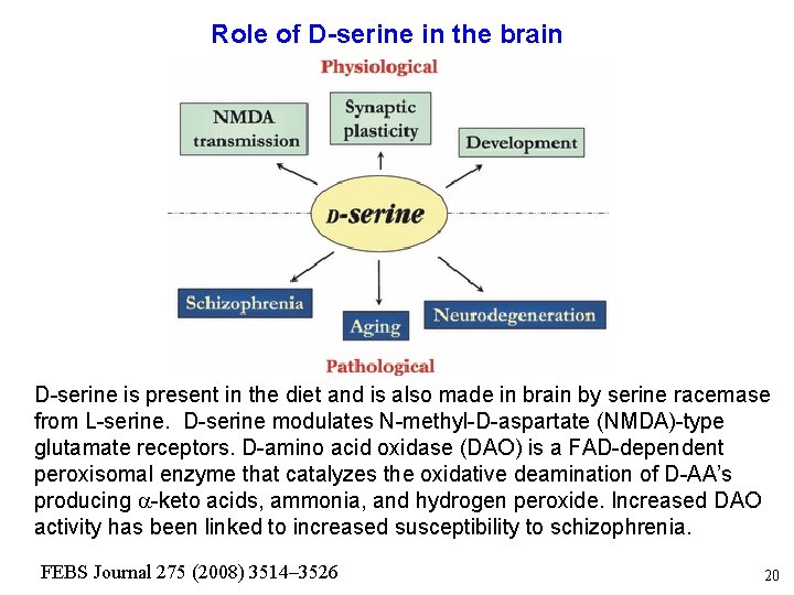 Role of D-serine in the brain D-serine is present in the diet and is