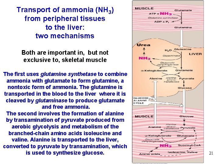 Transport of ammonia (NH 3) from peripheral tissues to the liver: two mechanisms Both