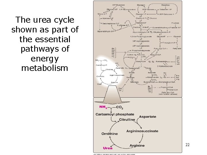 The urea cycle shown as part of the essential pathways of energy metabolism 22