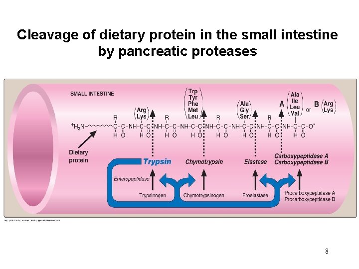 Cleavage of dietary protein in the small intestine by pancreatic proteases 8 