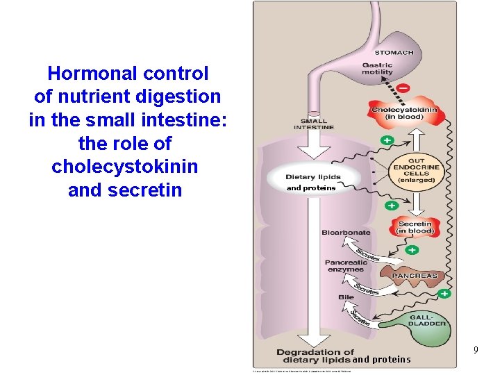 Hormonal control of nutrient digestion in the small intestine: the role of cholecystokinin and