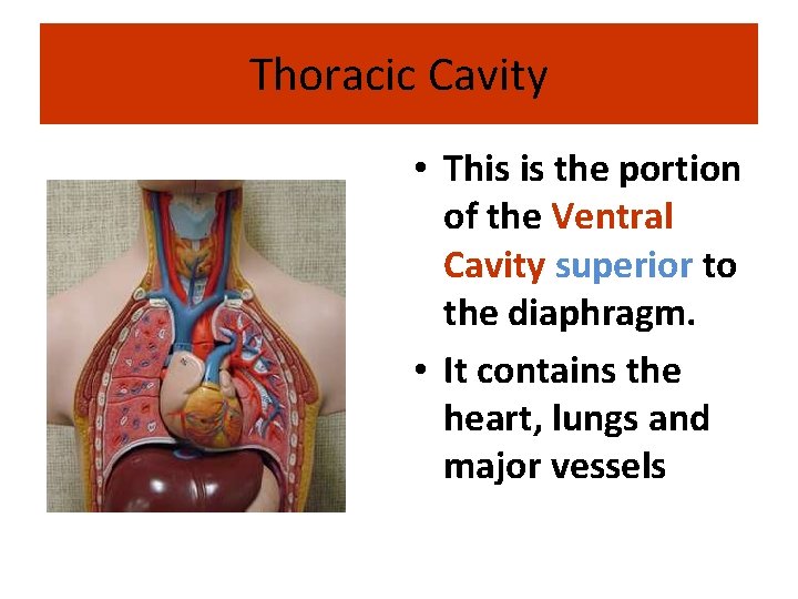 Thoracic Cavity • This is the portion of the Ventral Cavity superior to the