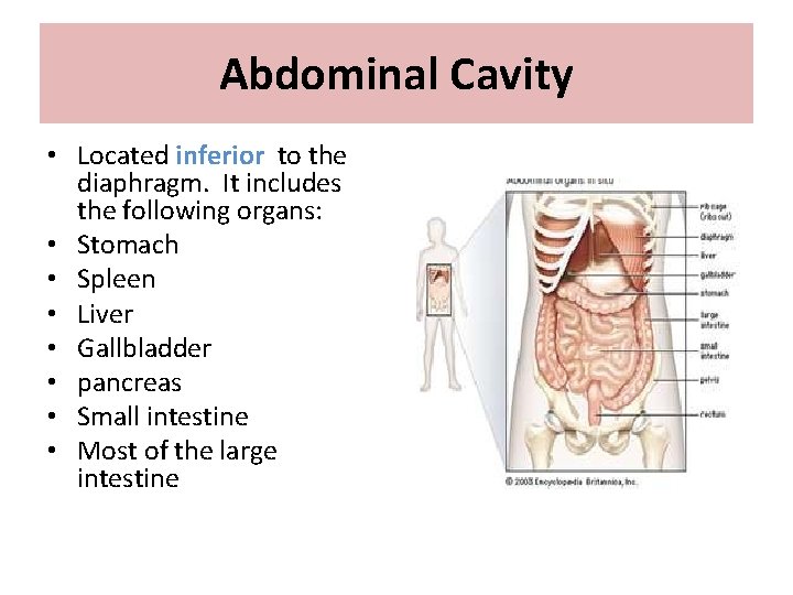 Abdominal Cavity • Located inferior to the diaphragm. It includes the following organs: •
