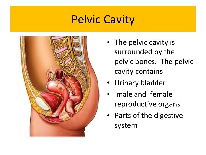 Pelvic Cavity • The pelvic cavity is surrounded by the pelvic bones. The pelvic