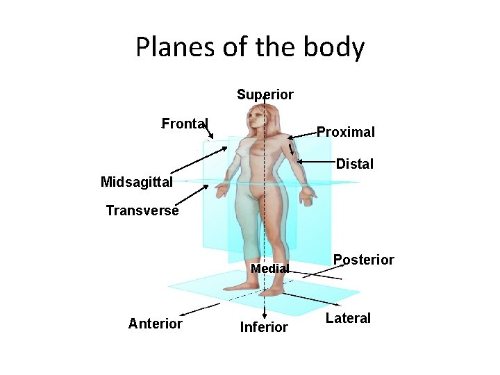 Planes of the body Superior Frontal Proximal Distal Midsagittal Transverse Medial Anterior Inferior Posterior