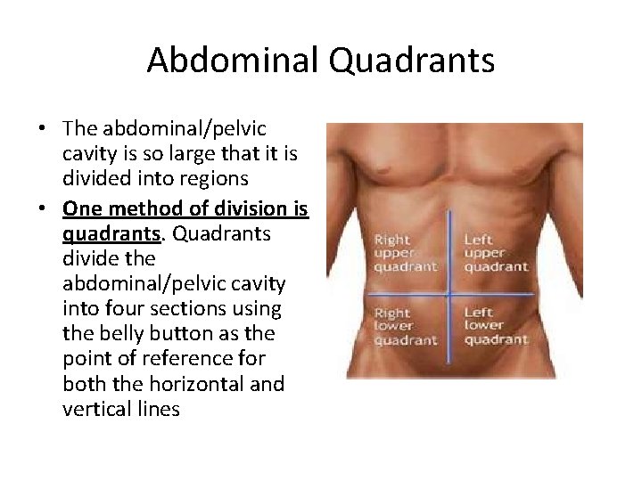 Abdominal Quadrants • The abdominal/pelvic cavity is so large that it is divided into