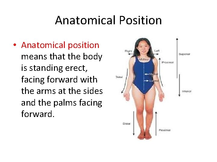Anatomical Position • Anatomical position means that the body is standing erect, facing forward