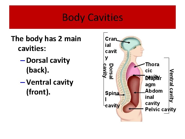 Body Cavities Cran ial cavit y Spina l cavity Thora cic cavity Diaphr agm