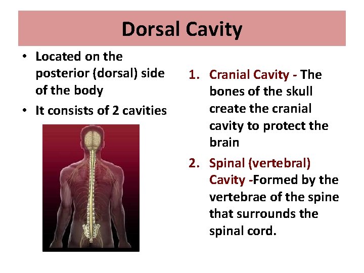 Dorsal Cavity • Located on the posterior (dorsal) side of the body • It