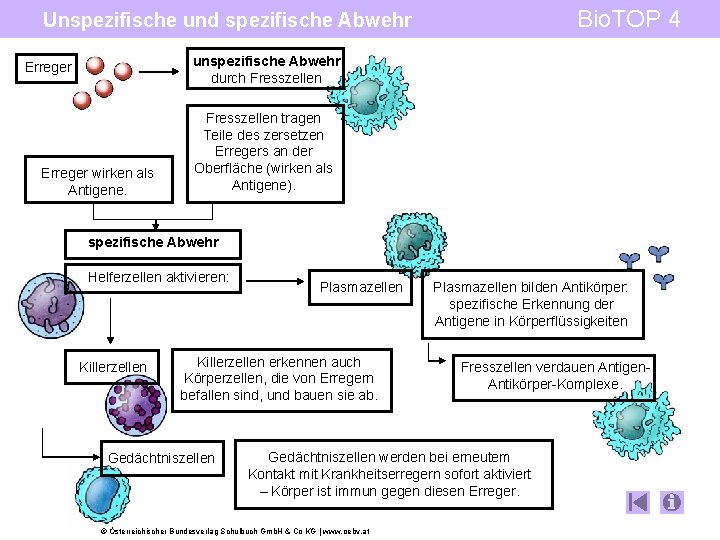 Bio. TOP 4 Unspezifische und spezifische Abwehr unspezifische Abwehr durch Fresszellen Erreger wirken als