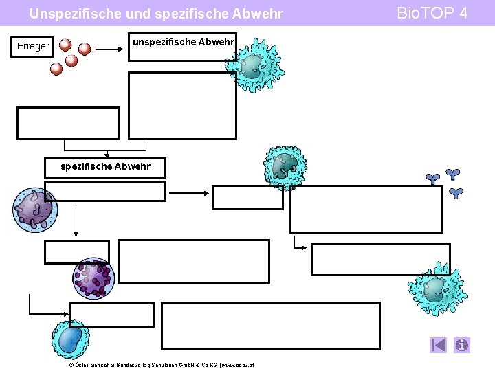 Unspezifische und spezifische Abwehr Erreger unspezifische Abwehr © Österreichischer Bundesverlag Schulbuch Gmb. H &