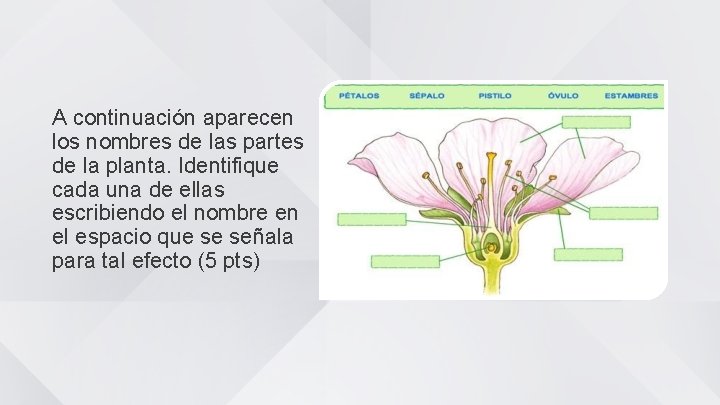 A continuación aparecen los nombres de las partes de la planta. Identifique cada una