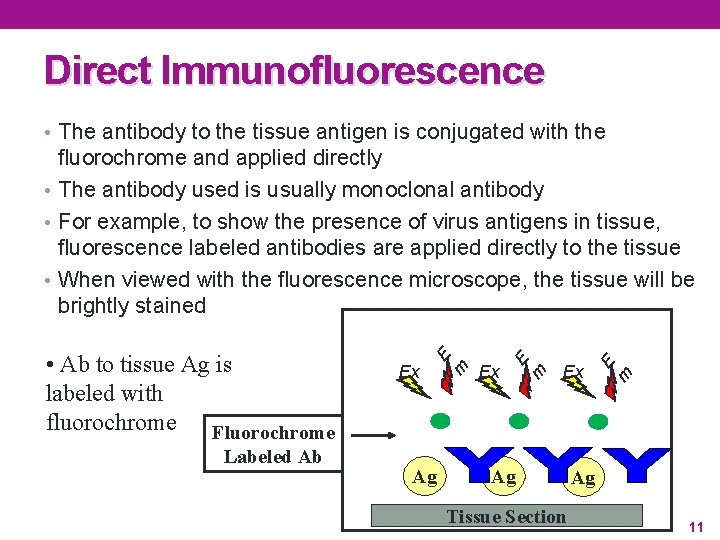 Direct Immunofluorescence • The antibody to the tissue antigen is conjugated with the Labeled