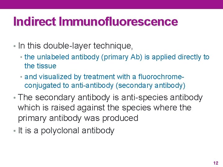 Indirect Immunofluorescence • In this double-layer technique, • the unlabeled antibody (primary Ab) is