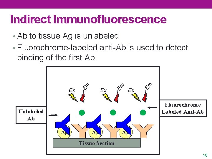 Indirect Immunofluorescence • Ab to tissue Ag is unlabeled • Fluorochrome-labeled anti-Ab is used