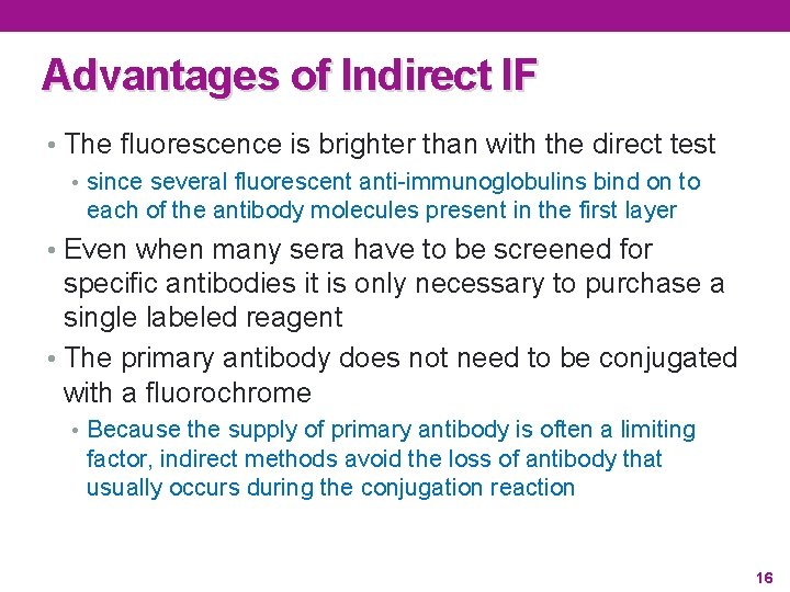 Advantages of Indirect IF • The fluorescence is brighter than with the direct test
