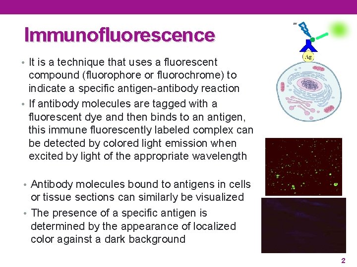 Immunofluorescence UV • It is a technique that uses a fluorescent compound (fluorophore or