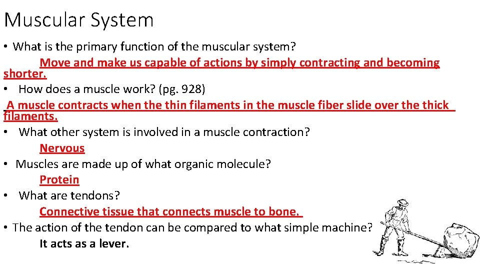 Muscular System • What is the primary function of the muscular system? Move and