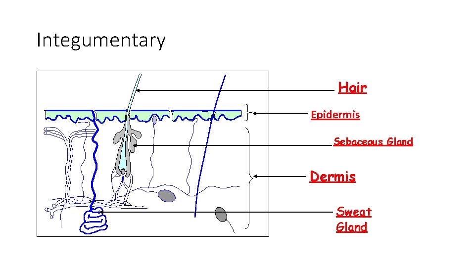 Integumentary Hair Epidermis Sebaceous Gland Dermis Sweat Gland 