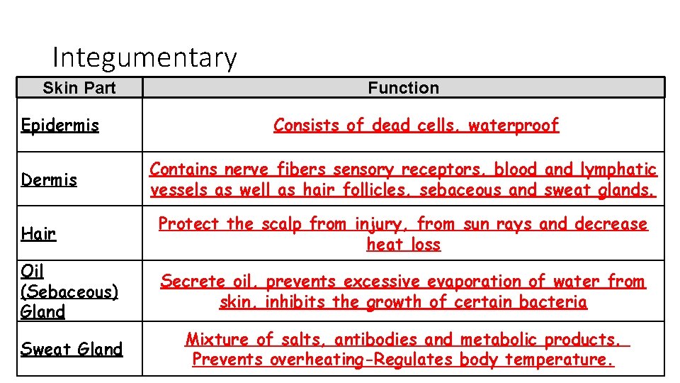 Integumentary Skin Part Epidermis Dermis Function Consists of dead cells, waterproof Contains nerve fibers