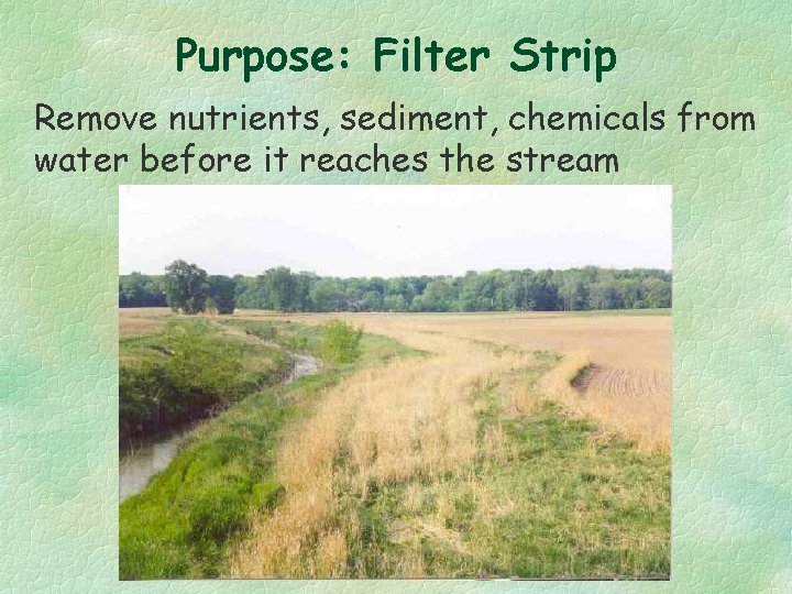 Purpose: Filter Strip Remove nutrients, sediment, chemicals from water before it reaches the stream
