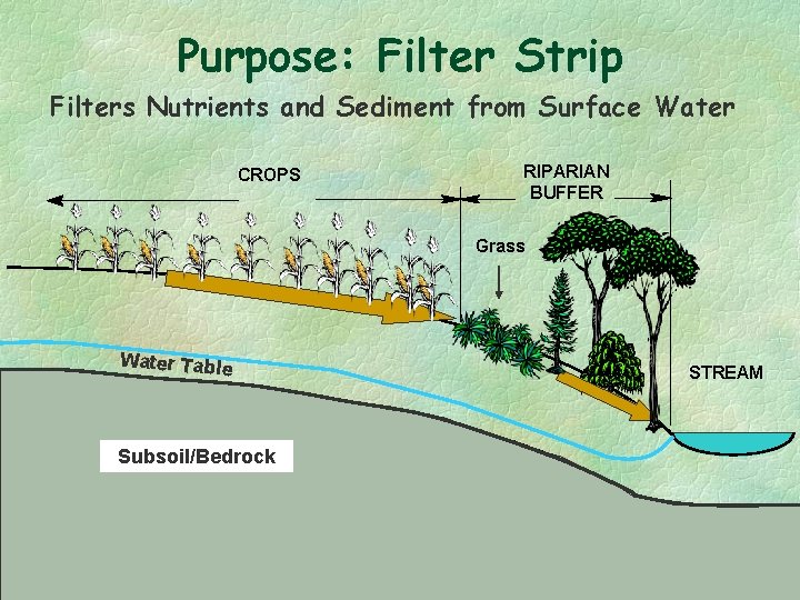Purpose: Filter Strip Filters Nutrients and Sediment from Surface Water CROPS RIPARIAN BUFFER Grass