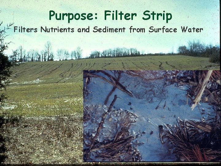 Purpose: Filter Strip Filters Nutrients and Sediment from Surface Water 