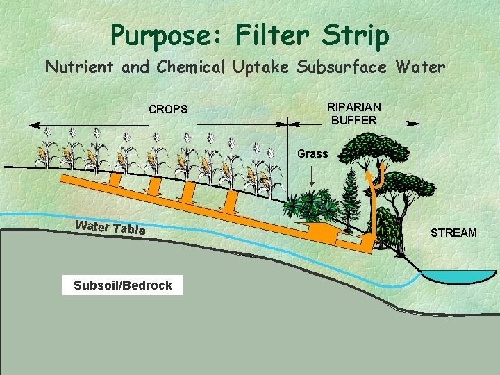 Purpose: Filter Strip Nutrient and Chemical Uptake Subsurface Water CROPS RIPARIAN BUFFER Grass Water