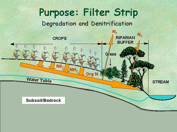 Purpose: Filter Strip Degradation and Denitrification N 2 RIPARIAN BUFFER CROPS N 2 Grass
