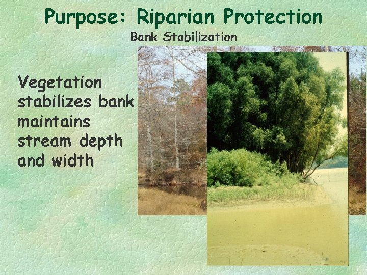 Purpose: Riparian Protection Bank Stabilization Vegetation stabilizes bank maintains stream depth and width 
