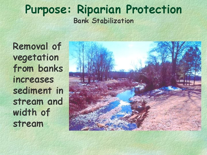 Purpose: Riparian Protection Bank Stabilization Removal of vegetation from banks increases sediment in stream