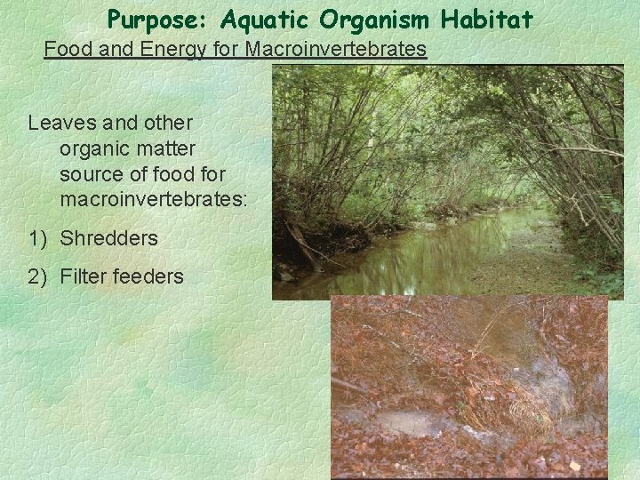 Purpose: Aquatic Organism Habitat Food and Energy for Macroinvertebrates Leaves and other organic matter
